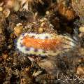 Nudibranch (Goniobranchus Collingwoodi)