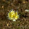 Nudibranch (Costasiella Usagi)