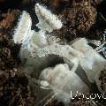 White mantis shrimp (Lysiosquilla sp.)