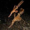 Roughsnout Ghostpipefish (Solenostomus Paegnius)