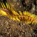 Darklined Fire Worm (Chloeia Fusca)