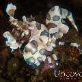 Harlequin shrimp (Hymenocera picta), photo taken in Indonesia, Bali, Tulamben, Melasti