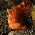 Painted Frogfish (Antennarius Pictus)