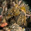 Common Sea Horse (Hippocampus Kuda)