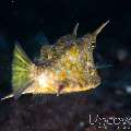 Longhorn Cowfish (Lactoria Cornuta)