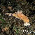 Nudibranch, photo taken in Indonesia, Bali, Tulamben, Liberty Wreck