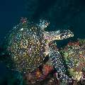 Hawksbill Sea Turtle (Eretmochelys imbricata), photo taken in Indonesia, Bali, Tulamben, Liberty Wreck