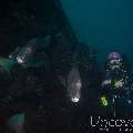 Humphead Parrotfish (Bolbometopon Muricatum)