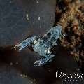 Ghost Shrimp (Isopontonia platycheles), photo taken in Indonesia, Bali, Tulamben, Seraya Secrets