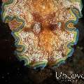 Nudibranch, photo taken in Indonesia, Bali, Tulamben, Seraya Secrets