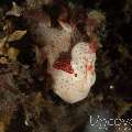 Nudibranch (To Be Defined)