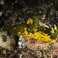 Nudibranch (Notodoris Gardineri)