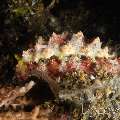 Nudibranch (Phyllidiopsis Cardinalis)