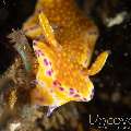 Nudibranch (Ceratosoma Tenue)