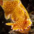 Nudibranch (Ceratosoma Tenue)