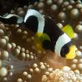 Saddleback Anemonefish (Amphiprion Polymnus)