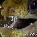 Fimbriated Moray (Gymnothorax fimbriatus), photo taken in Indonesia, Bali, Tulamben, Sidem