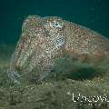 Broadclub cuttlefish (Sepia latimanus), photo taken in Indonesia, Bali, Tulamben, Bulakan Slope