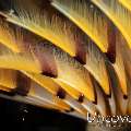 Indian Feather Duster Worm (Sabellastarte spectabilis), photo taken in Indonesia, Bali, Tulamben, Bulakan Slope