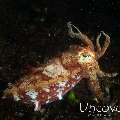 Needle Cuttlefish (Sepia aculeata)