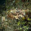 Thornback Cowfish (Lactoria fomasini), photo taken in Indonesia, Bali, Tulamben, Sidem