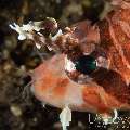 Spotfin Lionfish (Pterois Antennata)