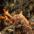 Nudibranch (Cabangus Regius)