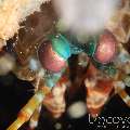 Peacock Mantis Shrimp (Odontodactylus Scyllarus)