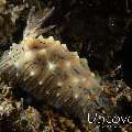 Nudibranch, photo taken in Indonesia, Bali, Tulamben, Sidem