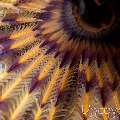 Indian Feather Duster Worm (Sabellastarte Spectabilis)