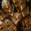 Indian Feather Duster Worm (Sabellastarte Spectabilis)