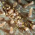 Corallimorph shrimp (Pliopontonia furtiva)