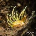 Nudibranch (Trinchesia Sp.)