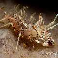 Tiger Shrimp (Phyllognathia Ceratophthalma)