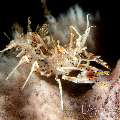 Tiger Shrimp (Phyllognathia Ceratophthalma)