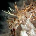 Tiger Shrimp (Phyllognathia Ceratophthalma)