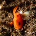 Painted Frogfish (Antennarius Pictus)