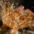 Painted Frogfish (Antennarius Pictus)