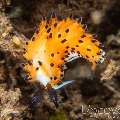 Nudibranch (Favorinus Tsuruganus)