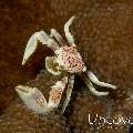 Spotted porcelain crab (Neopetrolisthes maculatus), photo taken in Indonesia, Bali, Tulamben, Batu Niti Reef