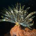 Feather Star (Crinoidae)