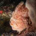 Giant Frogfish (Antennarius commerson), photo taken in Indonesia, Bali, Tulamben, Batu Niti Reef