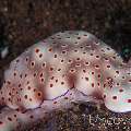 Nudibranch (Hypselodoris Tryoni)