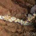 Nudibranch (Hypselodoris Tryoni)