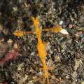 Skeleton Shrimp (Caprellidae)