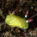 Nudibranch (Verconia Sp.)