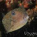 Spotted Boxfish (Ostracion meleagris), photo taken in Indonesia, Bali, Tulamben, Coral Garden