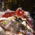 Hermit Crab, photo taken in Indonesia, Bali, Tulamben, Coral Garden
