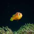 Maldives Anemonefish