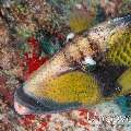 Titan Triggerfish (Balistoides viridescens)